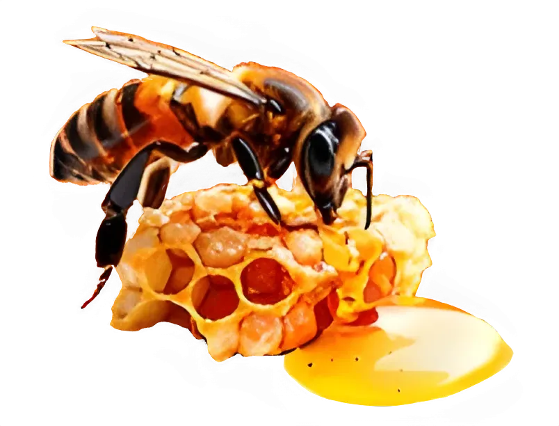 Bee